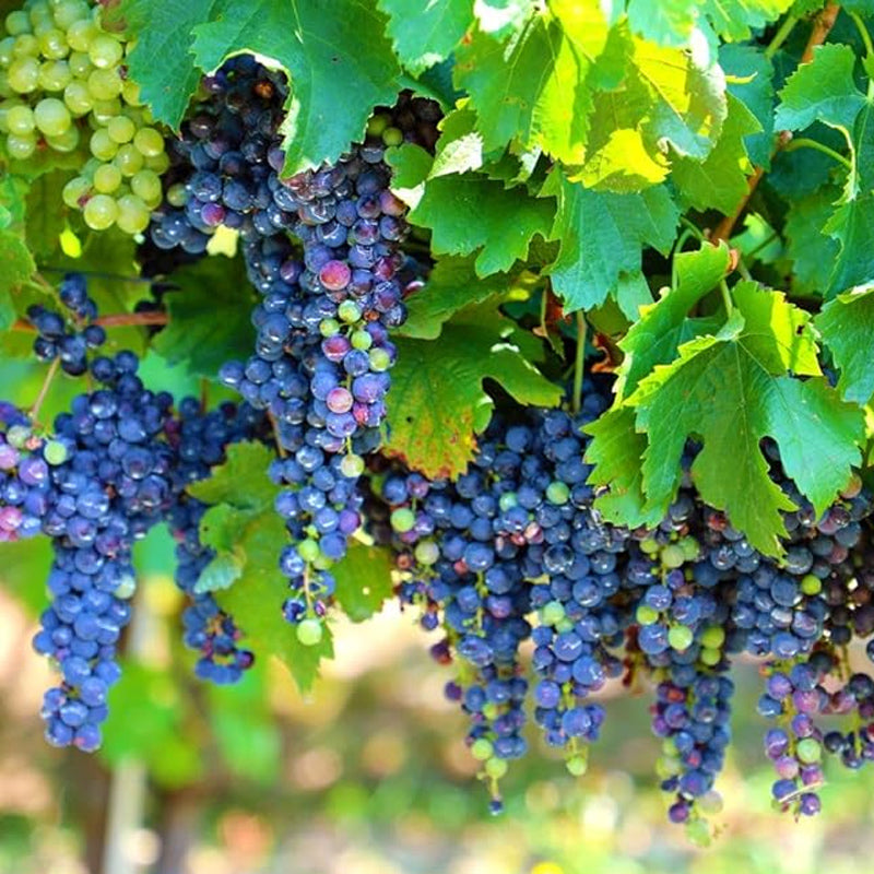 Grape Seeds Vine Fruit Seeds Mix Plant Home Garden