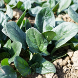 Spinach In The Snow Seeds