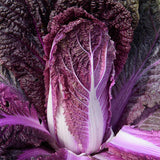 Heirloom Red Napa Cabbage Seeds