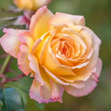 Rosas de la Paz - El Mensajero de la Paz