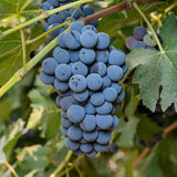 Semillas de uva de vino para plantar Semillas de vid naturales frescas, dulces y deliciosas