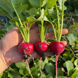 Cherry Belle Radish Seeds