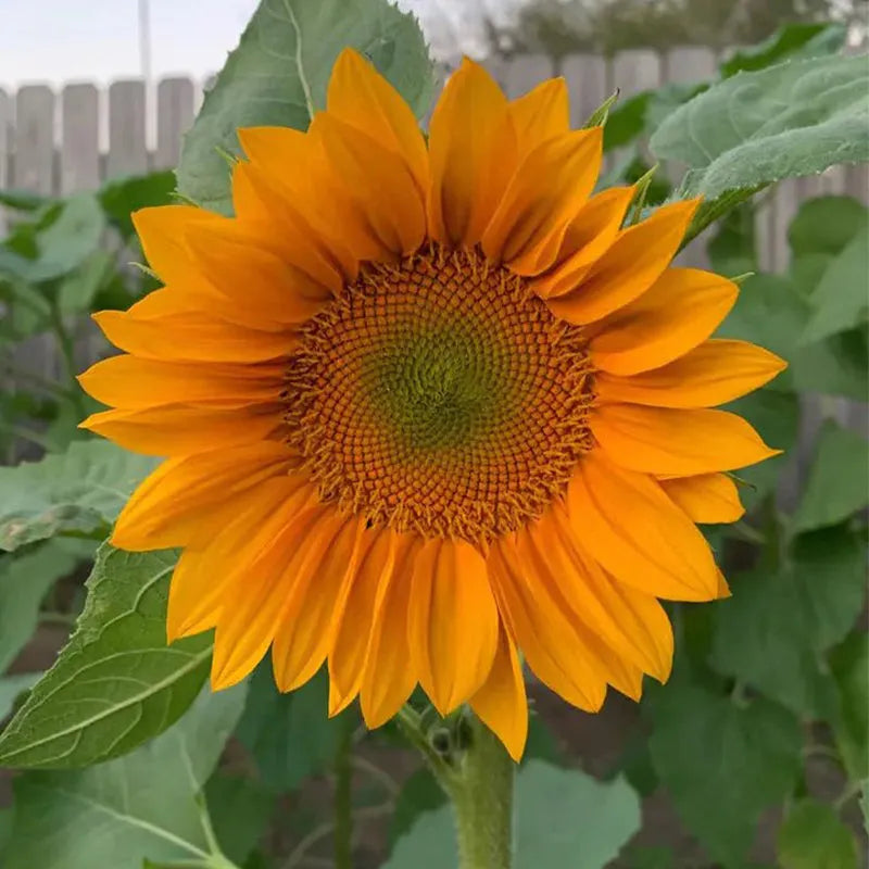 Gold Lite Sunflower Seeds