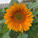 Gold Lite Sunflower Seeds