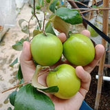 Green Giant Sweet Jujube Fruit Apple Jujube