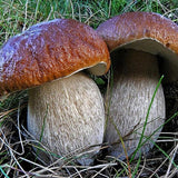 Kit de esporas secas de micelio de hongo porcini real Bolete para plantar sin OGM