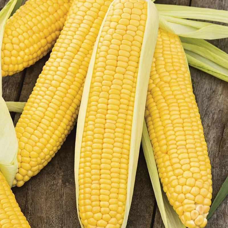 Sweet Corn Moonshine Seeds Annual Tall Yellow for Culinary