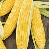 Sweet Corn Moonshine Seeds Annual Tall Yellow for Culinary