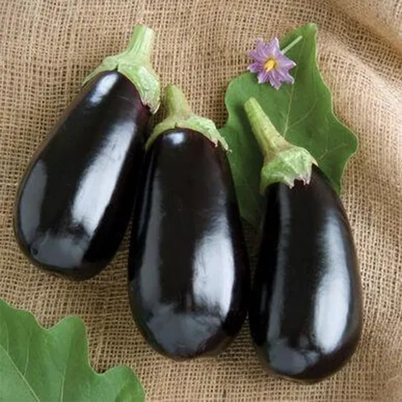 Eggplant Classic F1