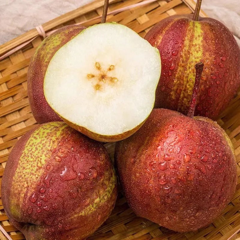 Pyrus pyrifolia 'Nijisseiki'Rainbow Pear Seeds
