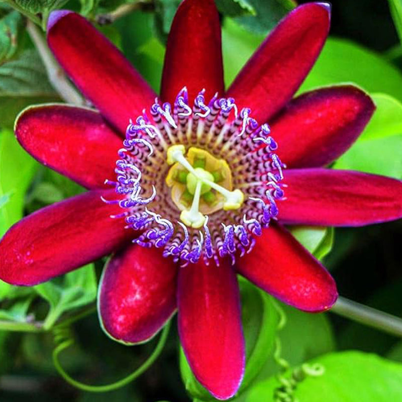 Semillas de maracuyá Mix, flores fáciles de cultivar, plantar para bonsáis de interior y exterior