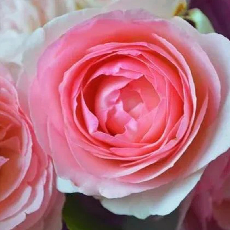 Pink Lonza Gemstone Seeds