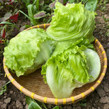 Butter-Ball Crisphead Lettuce Seeds