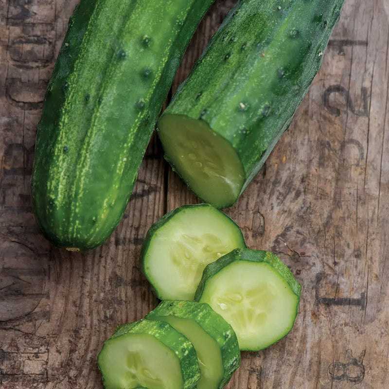 Cucumber, Bush Champion