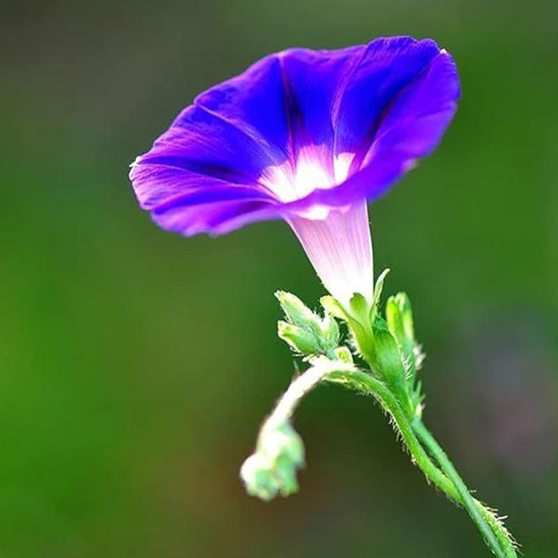 Morning Glory Seeds for Planting, Mixed Color Ipomoea Nil Seeds Heirloom Vine, High Germination Rate Open Pollinated Seeds