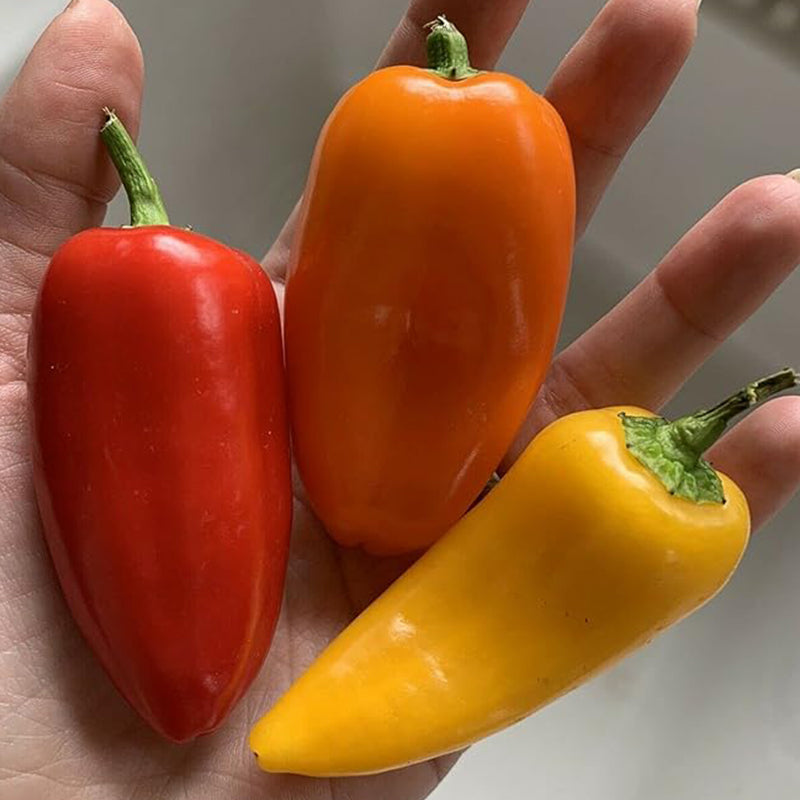 Lunchbox Sweet Snacking Pepper Seeds Red Orange Yellow Non-GMO