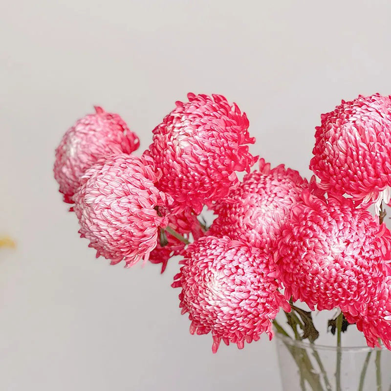 Semillas raras de crisantemo peonía roja con degradado