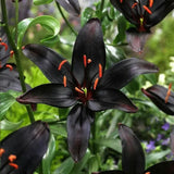 Black Lily: A Proud Black Flower