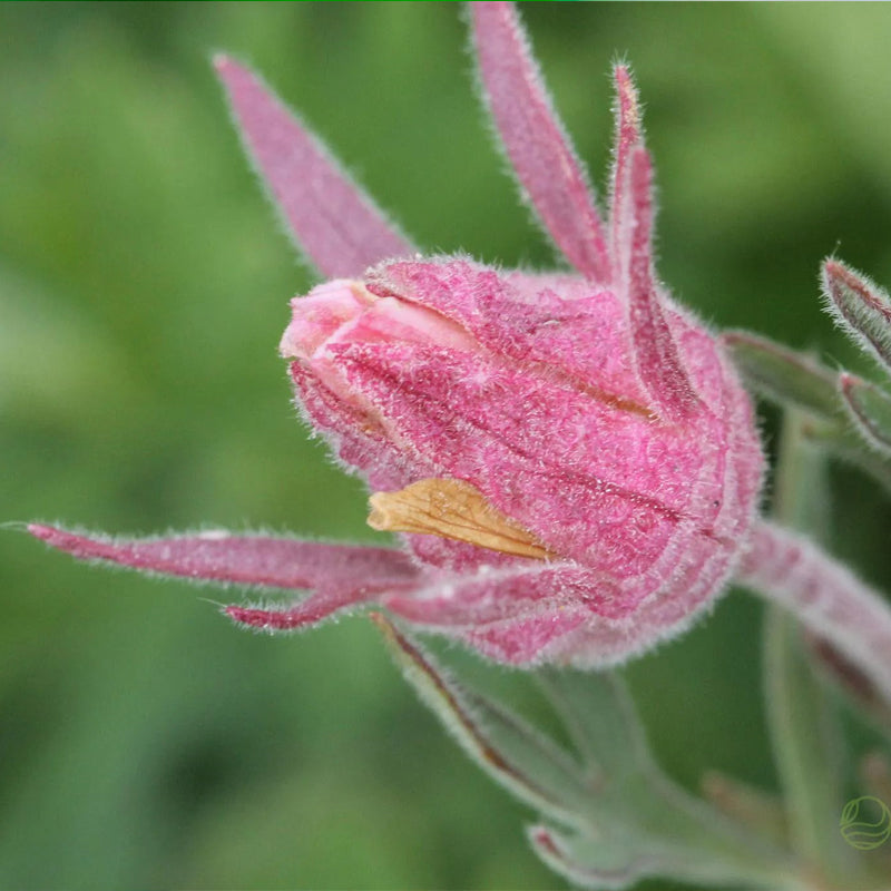 Semillas de flores de humo de pradera