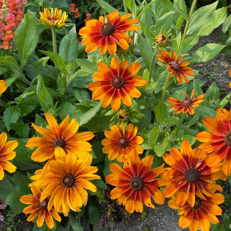 Bicolor Gloriosa Black-Eyed Susan Seeds