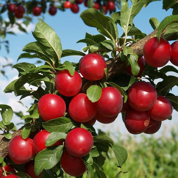 Semillas de ciruelo rojo americano para plantar, nombre botánico: Prunus americana, excelente regalo para el jardín de su casa