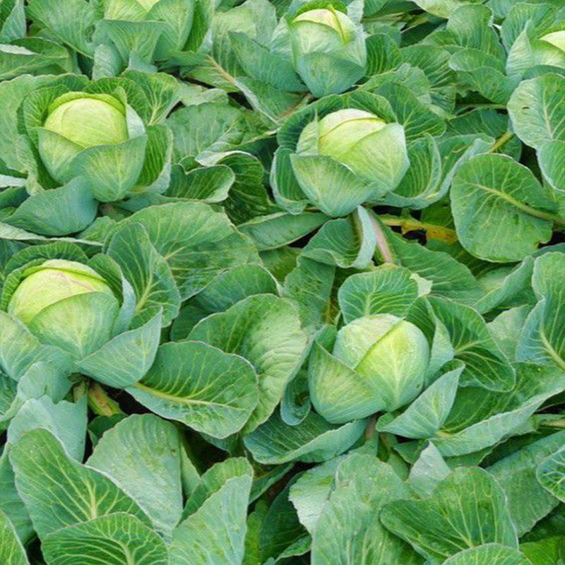 Classic Early Green Cabbage Seeds