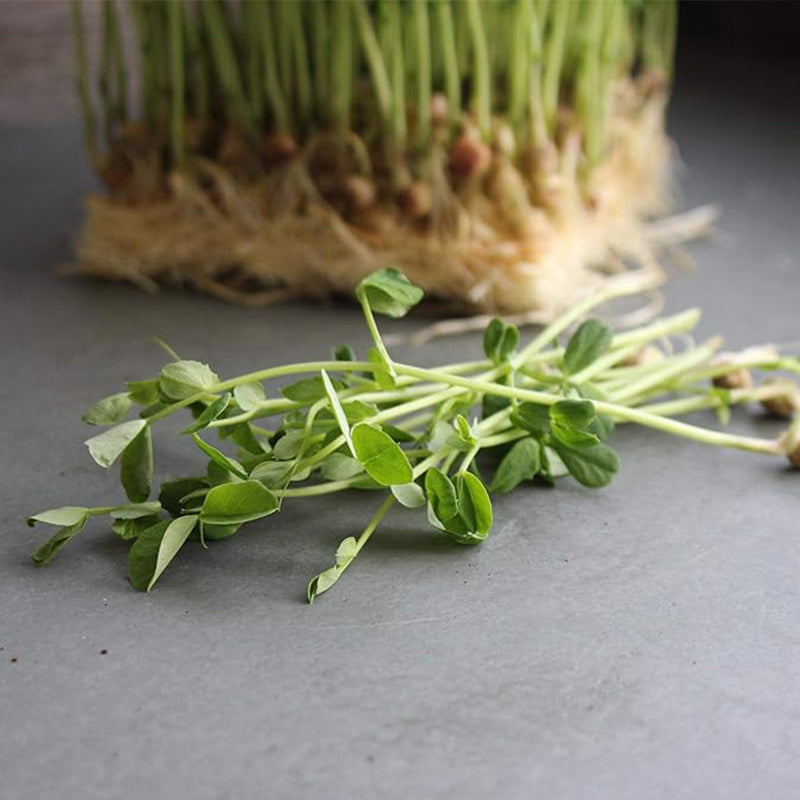 Semillas de guisantes Dun: semillas de guisantes que germinan para horticultura, cultivos de cobertura y brotes de guisantes microvegetales
