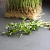 Semillas de guisantes Dun: semillas de guisantes que germinan para horticultura, cultivos de cobertura y brotes de guisantes microvegetales