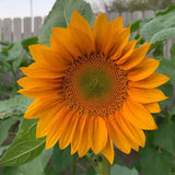 Semillas de girasol Pro Gold Lite