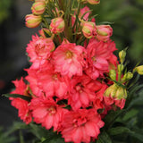 Delphinium, Red Lark