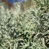 White Sage