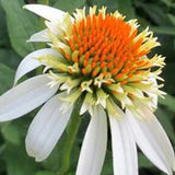Coconut Lime Coneflower Seeds - Rare White & Green Hardy Perennial Pollinator Flower