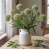 Antelope Horns Milkweed Seeds Perennial Bushy Bicolor for Pollinator Gardens