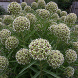 Antelope Horns Milkweed Seeds Perennial Bushy Bicolor for Pollinator Gardens