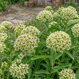 Green Milkweed Seeds Perennial Bushy Bicolor for Pollinator Gardens