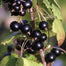 Multicolor Gooseberry Seeds