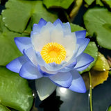 The Sacred Bonsai Lotus Flower