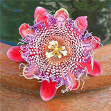 Egrow Passion Flower Seeds Garden Rare Passiflora Incarnata Fruit Plants Seeds