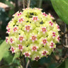 Hoya Carnosa Mixed Color Seeds