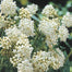 Asclepias Collection