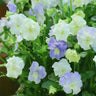 Pansy Winter Elf Series - I Miss You Endlessly