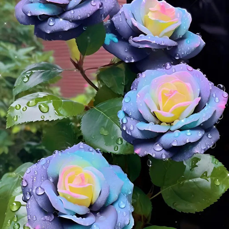 Mandala Langaros Rose de la región occidental