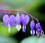 Ocean Bleeding Heart Seeds ~ Dicentra Spectabilis ~ Gifts ~ Grow Your Own ~ Spring Flowers