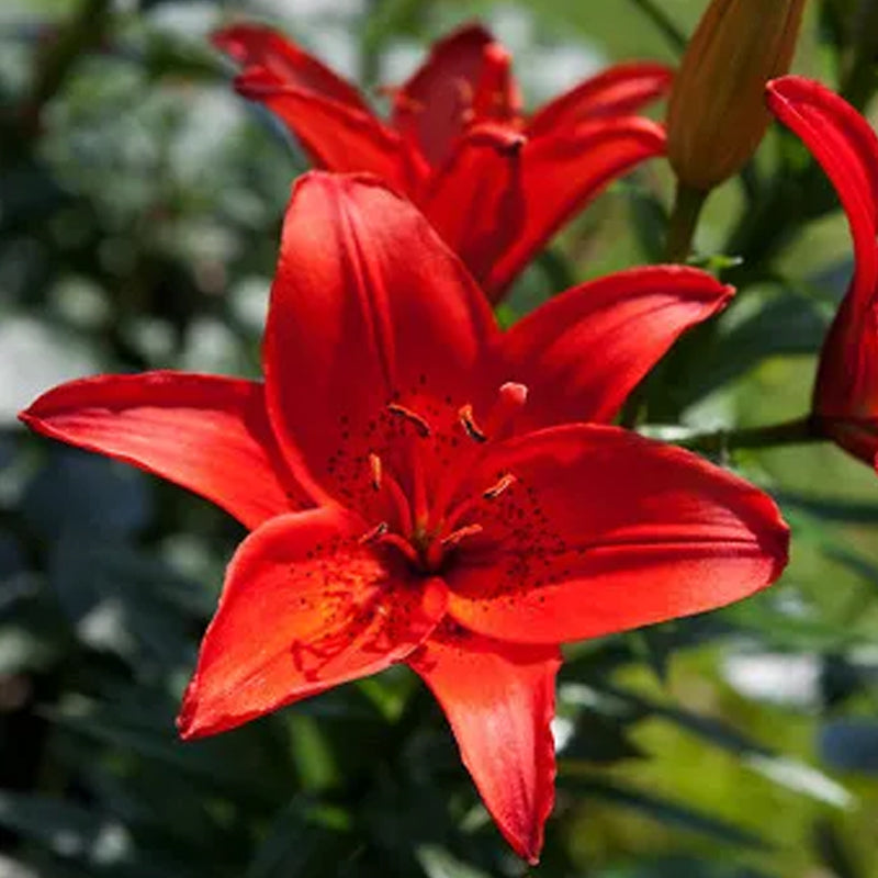 Bulbos de lirio perfumados orientales