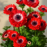 Double Anemone Seeds — Add Resilient Elegance to Your Garden!