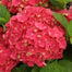 Hydrangea Seed Bonsai Flower Seeds Hydrangea Perennial Garden Home
