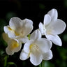 Vanilla Planifolia