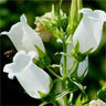 Semillas de flores de Chimes