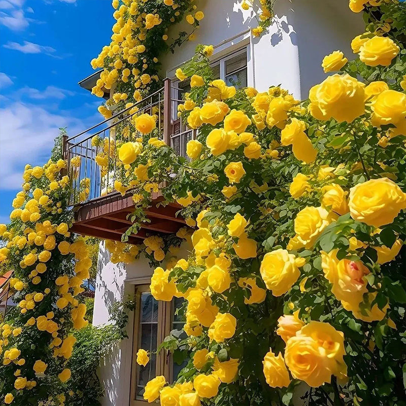 Repeat Blooming Climbing Rose Seeds - Luck Rises