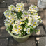 🌼Nemesia - Sincere Love